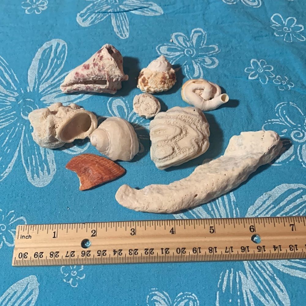 Bundle of Small Sea Shells From Bahamas